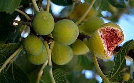 Turkish Figs 1
